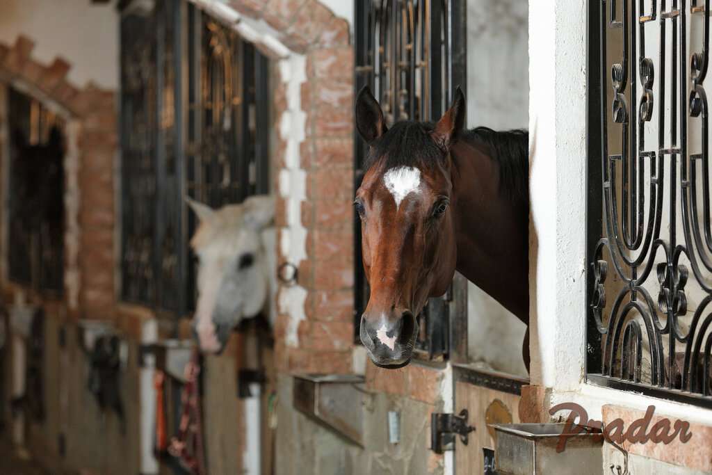 Большой международный конный клуб Прадар
