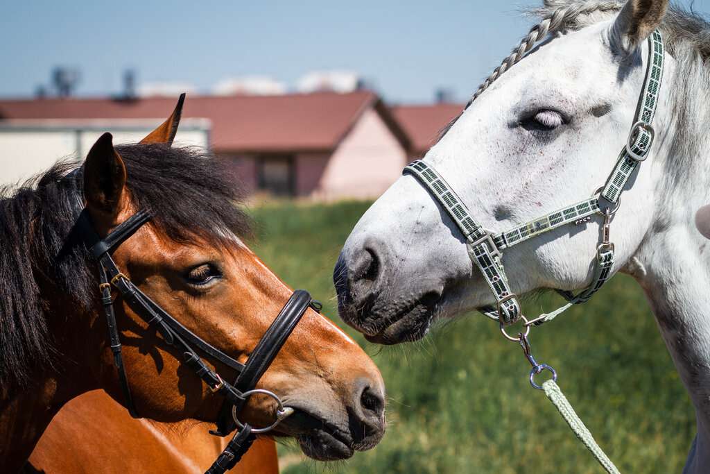 Центр иппотерапии и адаптивного конного спорта Айда