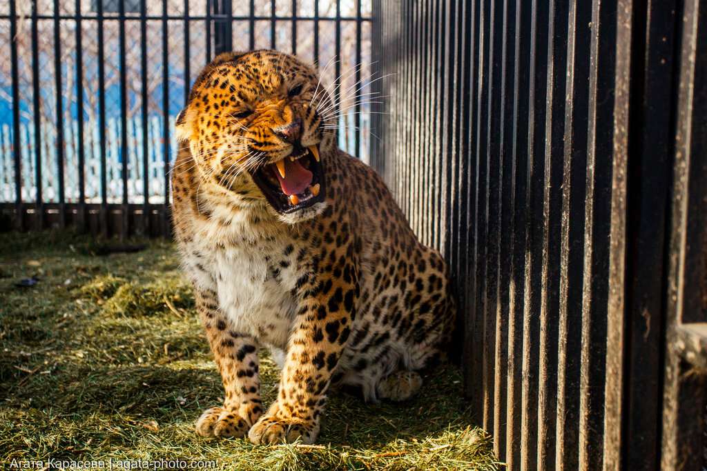 Читинский городской зоопарк