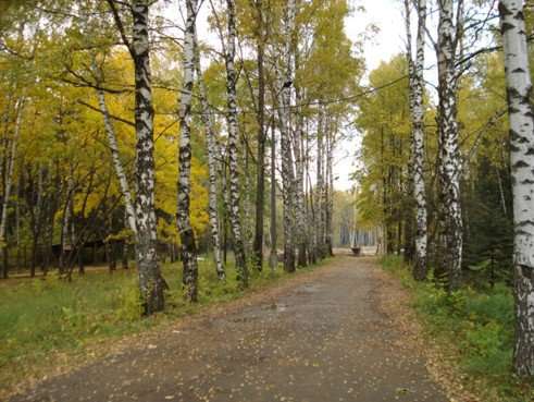 Зеленая роща