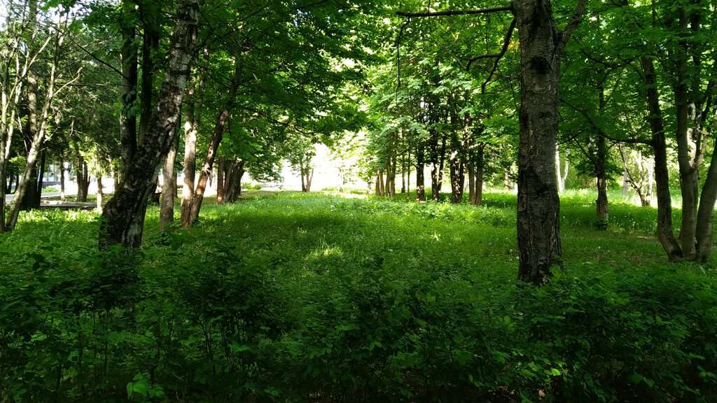 Бобачёвская роща