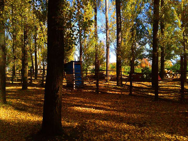 Тополиная роща