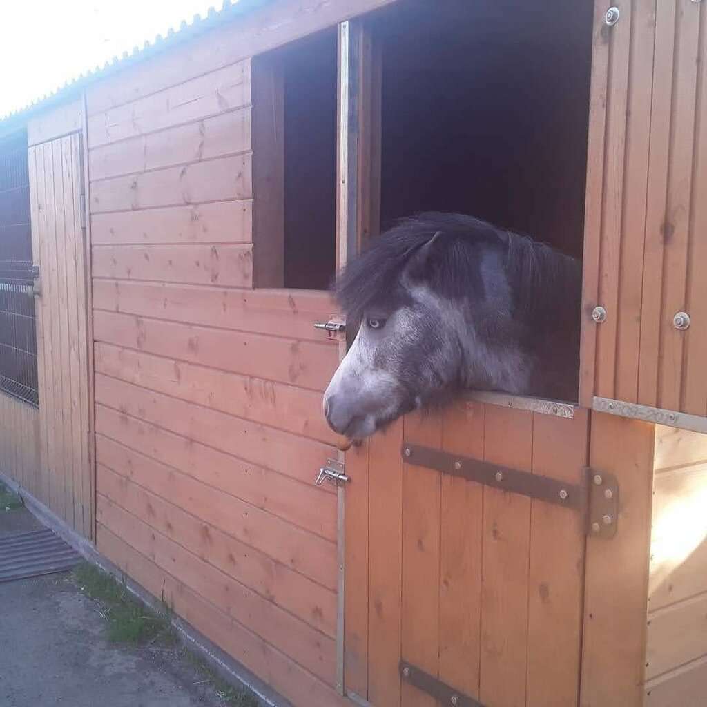 Катание на пони