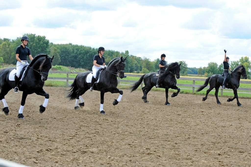 Любимая конюшня