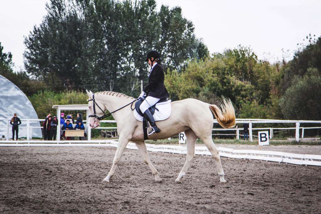 Конноспортивная школа НИУ БелГУ