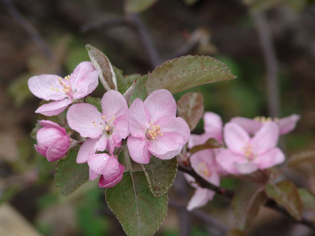 Ботанический сад имени В. М. Крутовского