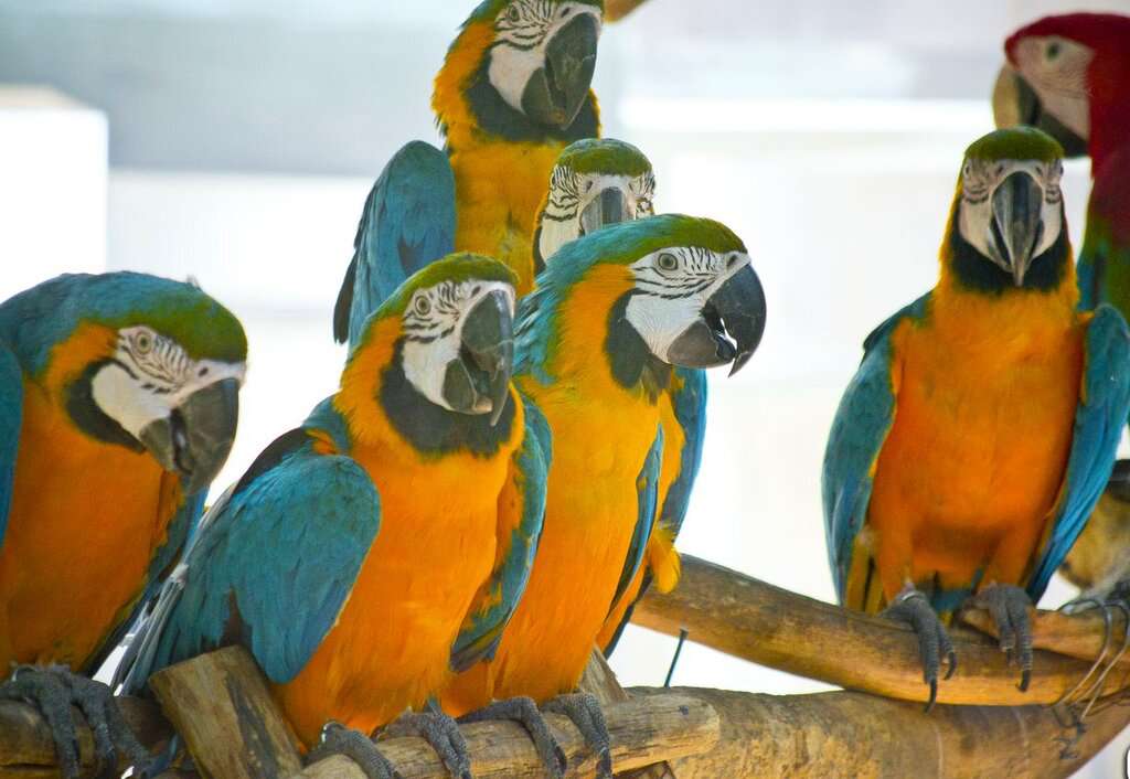 Сафари-Парк