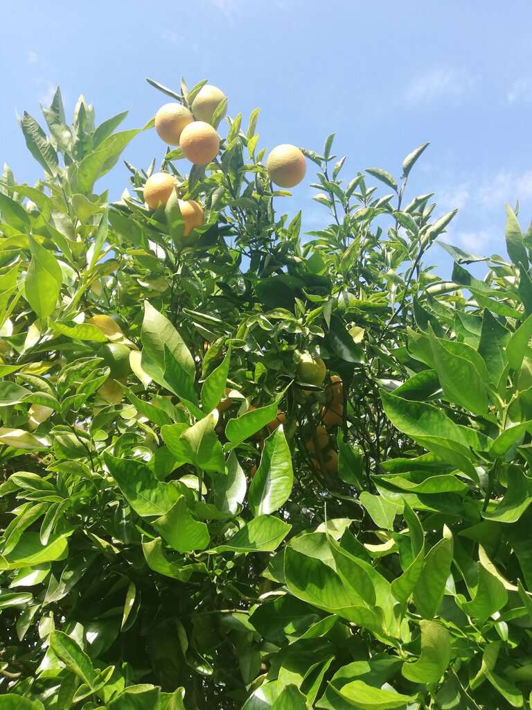 Дерево дружбы