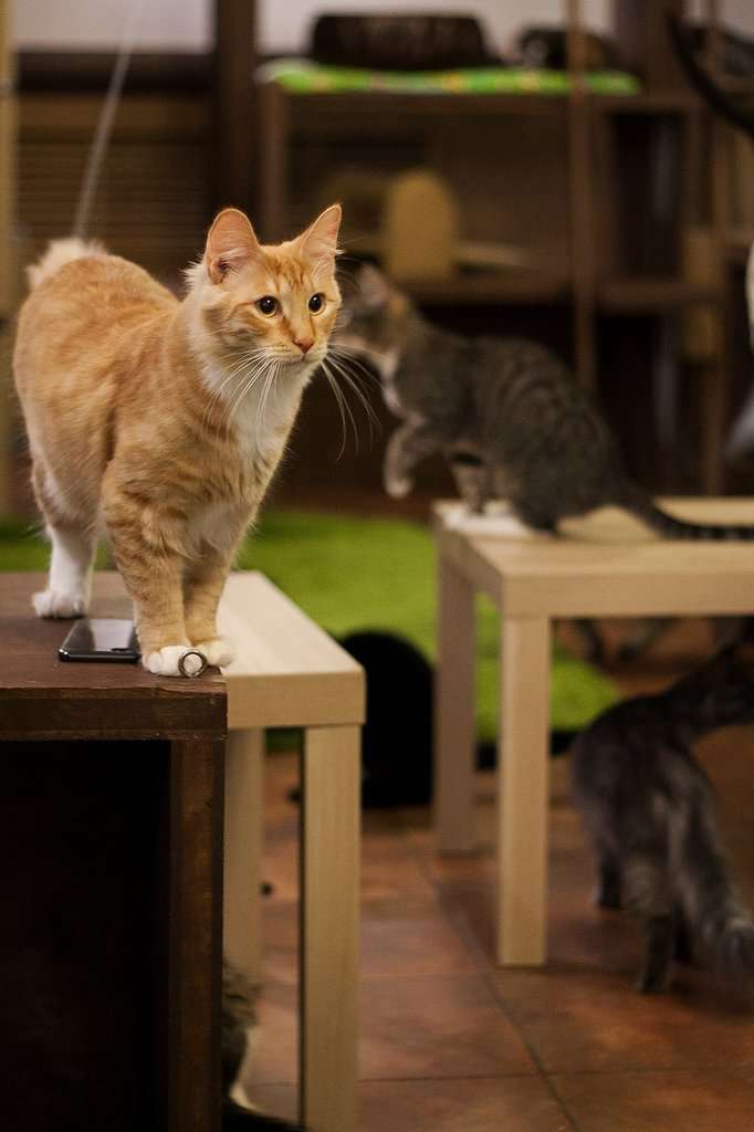 Котопёсокафе Мурррчим