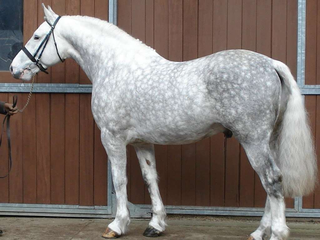 Любимая конюшня