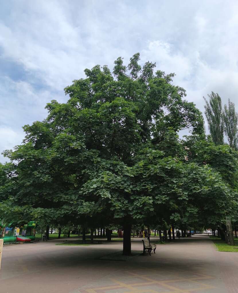 Аллея Роз
