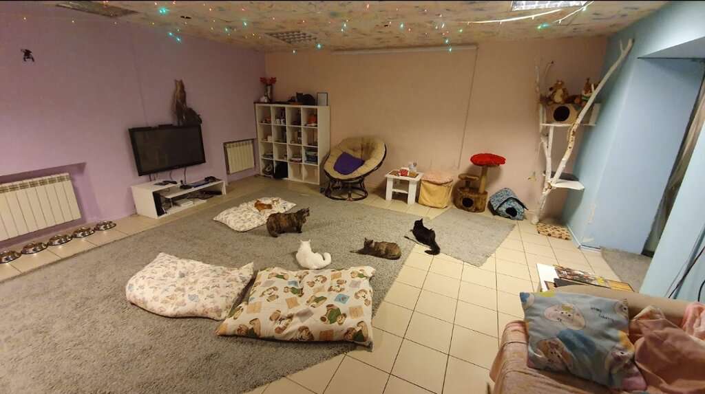 Котокафе Mr. Moore