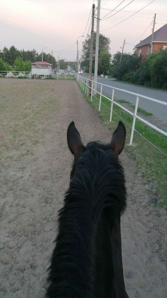 Обучение верховой езде