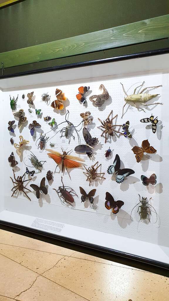Музей насекомых Экзотариум
