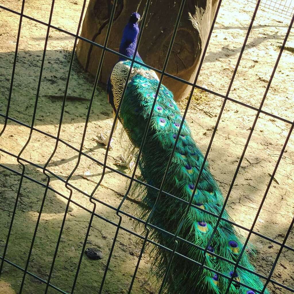 Зооуголок Ковчег