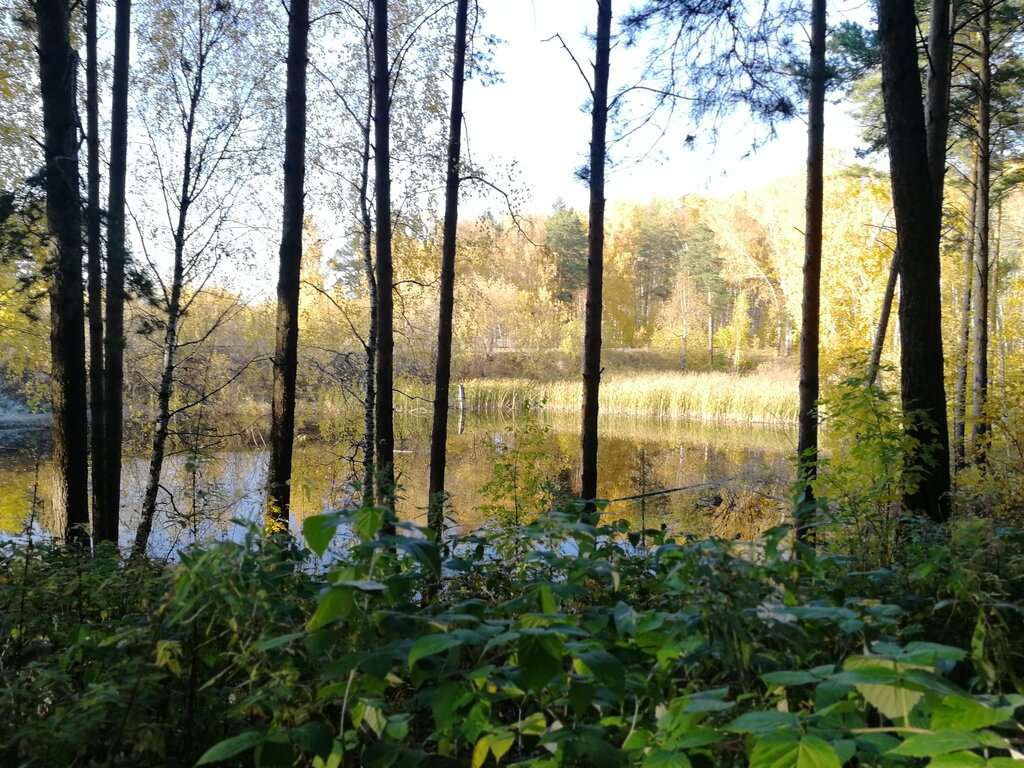 МБУК ПКИО Сосновый бор