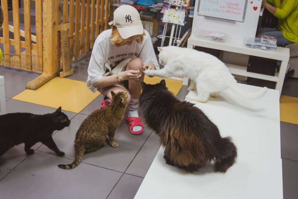 Мягкие Лапки