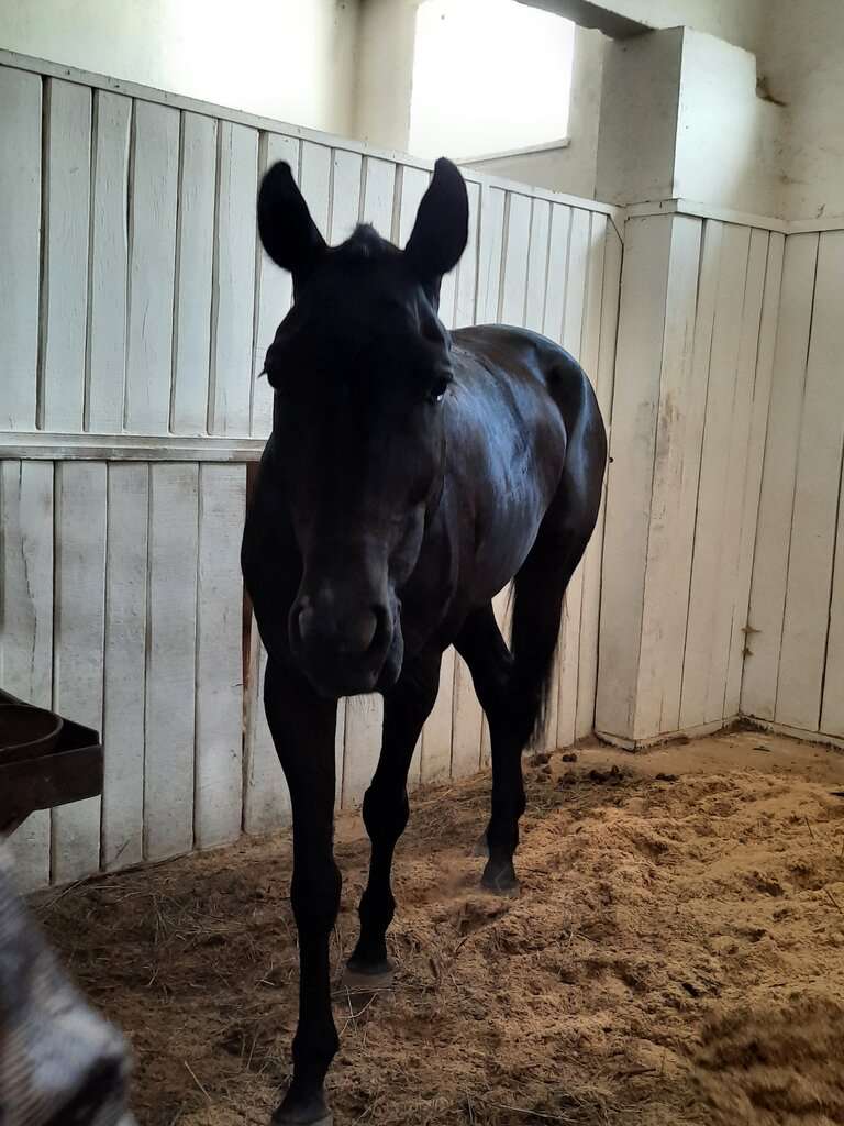 Конноспортивная школа НИУ БелГУ