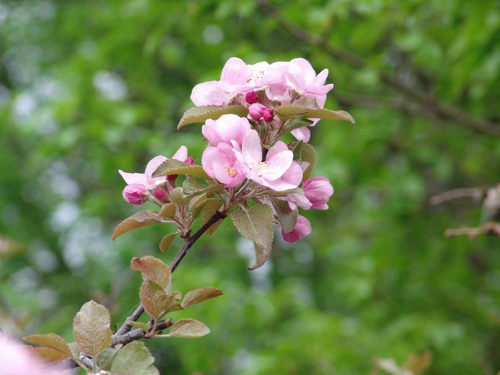 Ботанический сад имени В. М. Крутовского