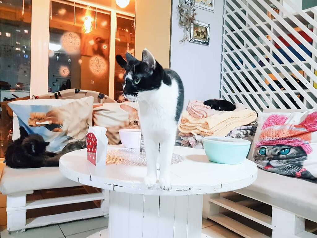 Котокафе Mr. Moore
