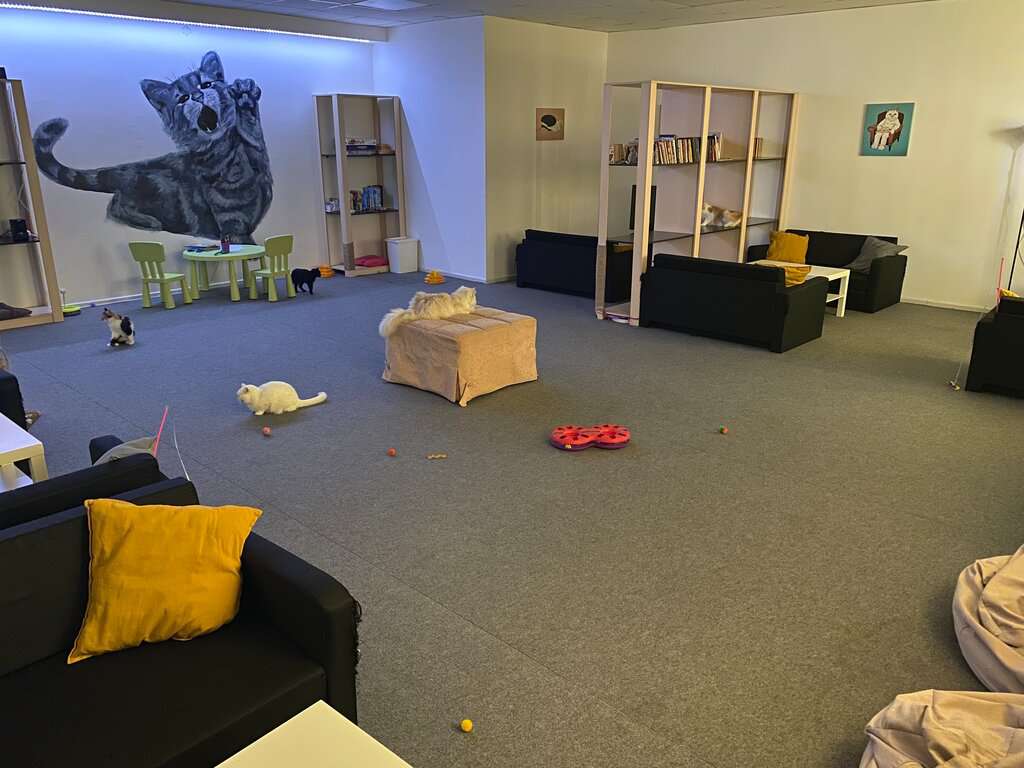 Коты - Круты