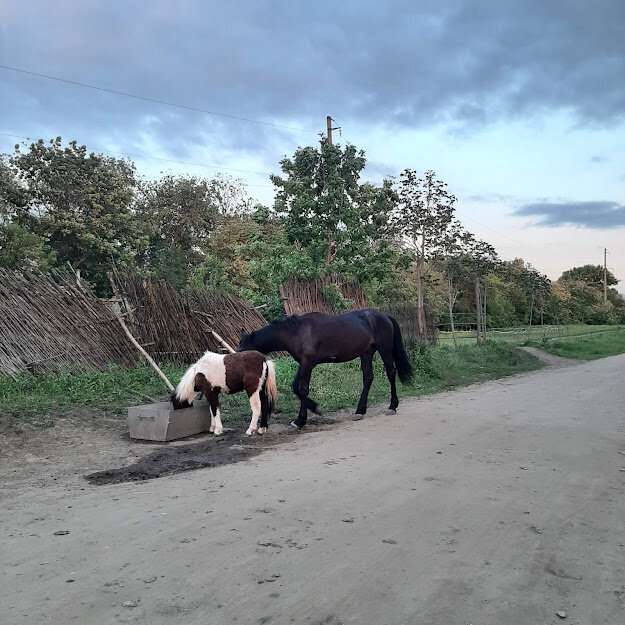 Ранчо у Иваныча