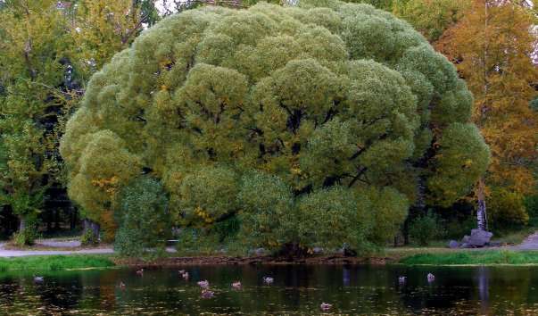 Дендрологический парк-выставка