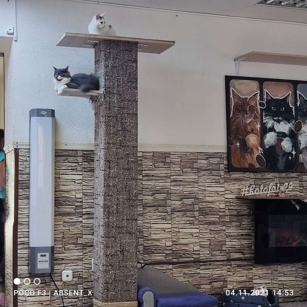 Котофей