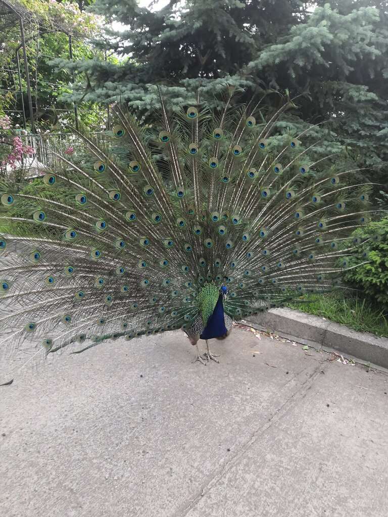 Зоопарк санатория Октябрьский