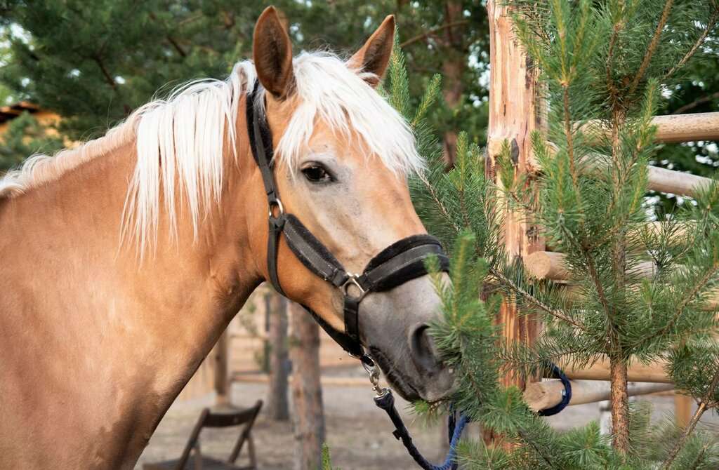 Ранчо Райское