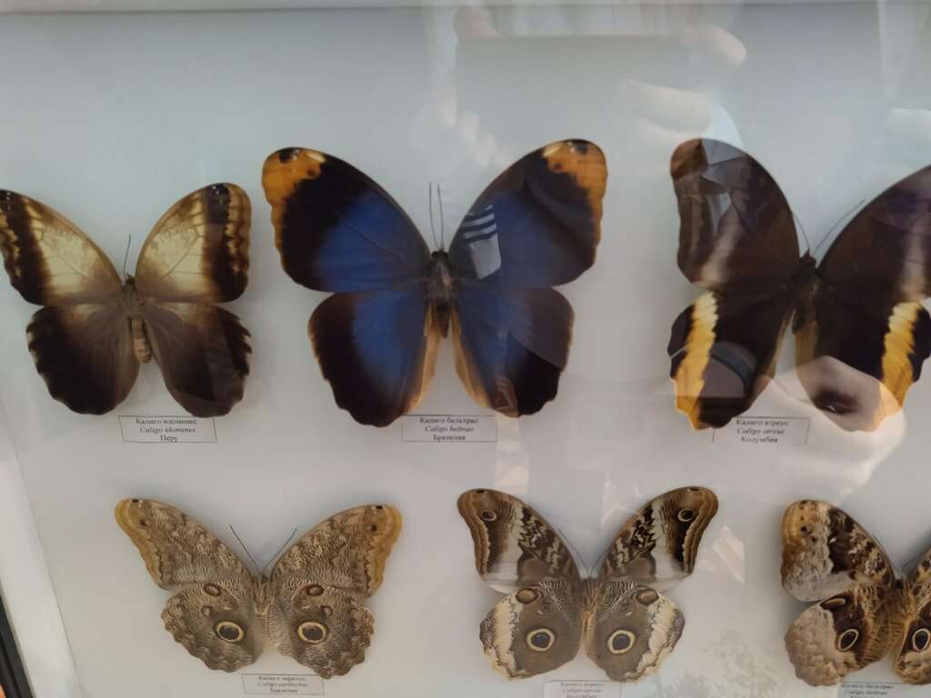 Насекомые мира