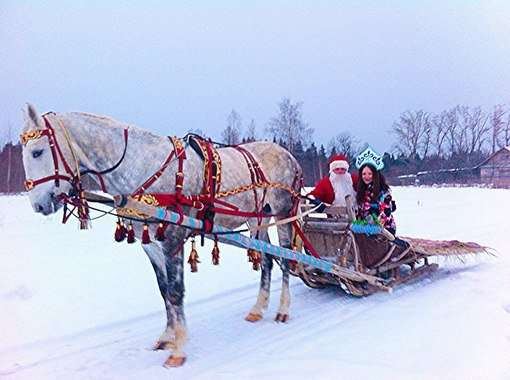 Серая лошадь
