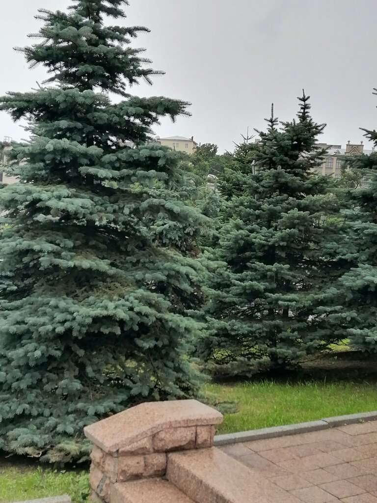 Дендрарий ВГУЭС