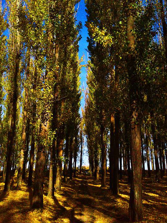 Тополиная роща