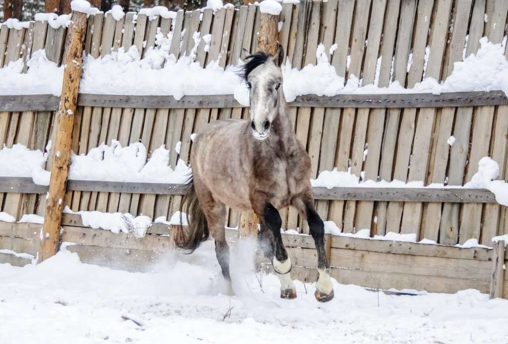 Конный клуб Золотая Подкова