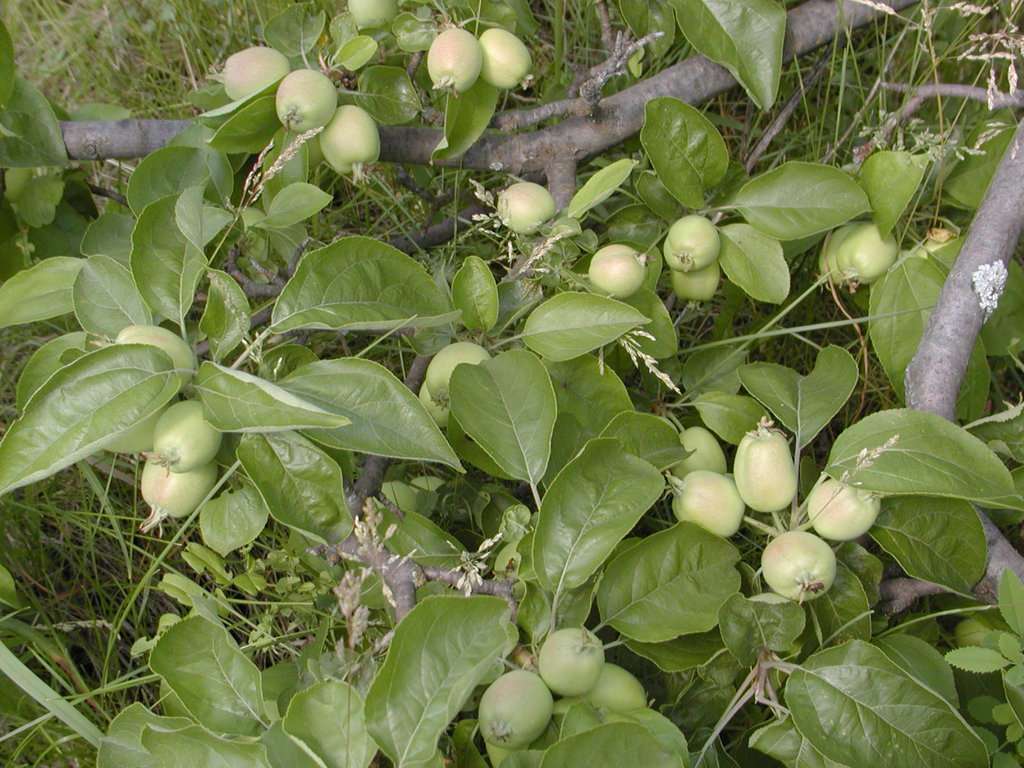 Ботанический сад имени В. М. Крутовского