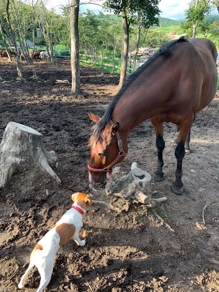 Конно-спортивный клуб Fast Horse