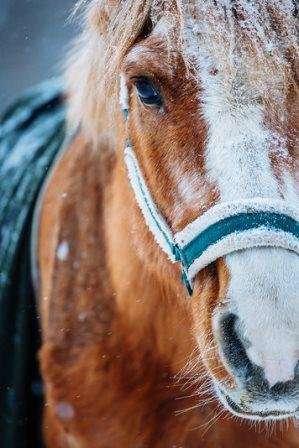 РОО РКС Конный дворик у Садко РБ