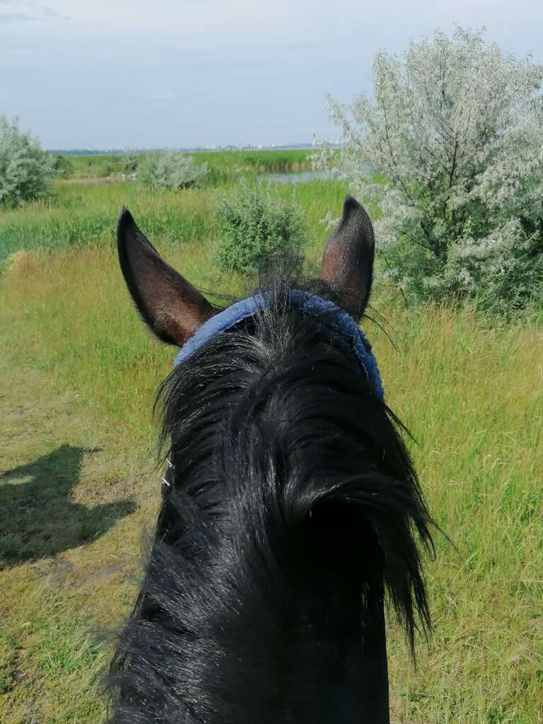 Обучение верховой езде