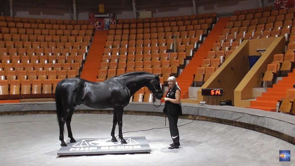 Астраханский государственный цирк