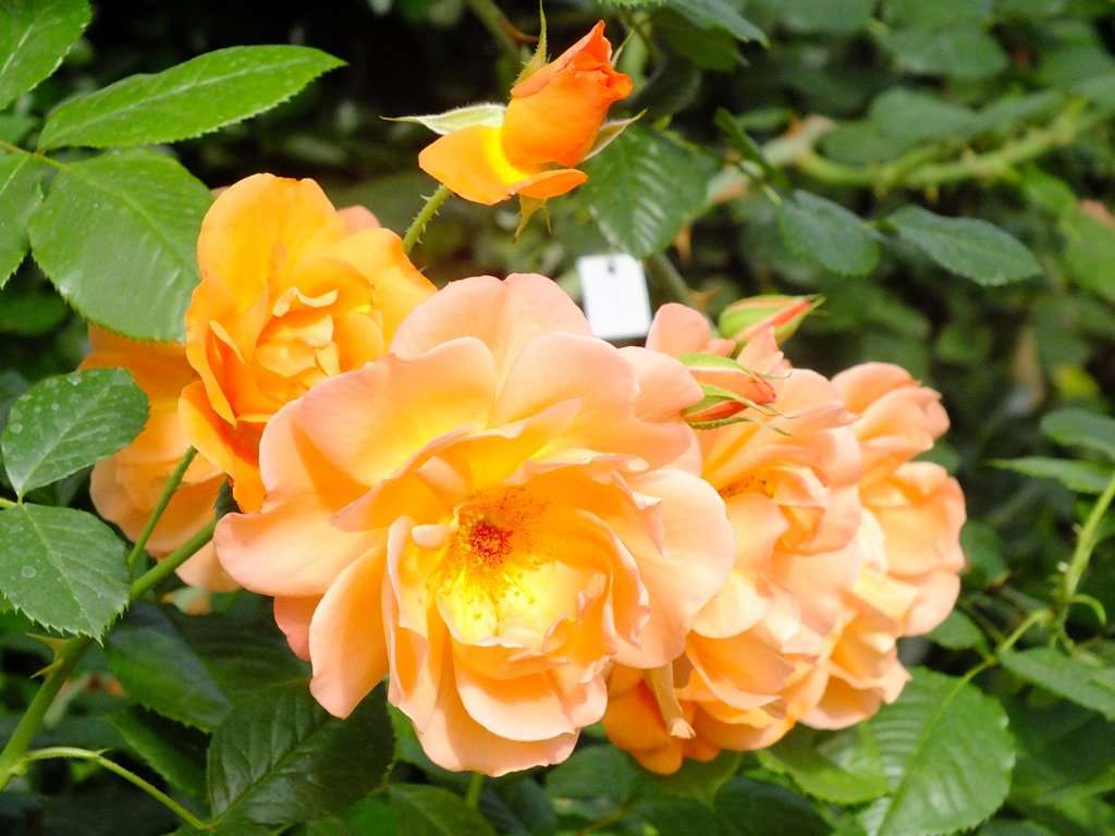 Забайкальский ботанический сад