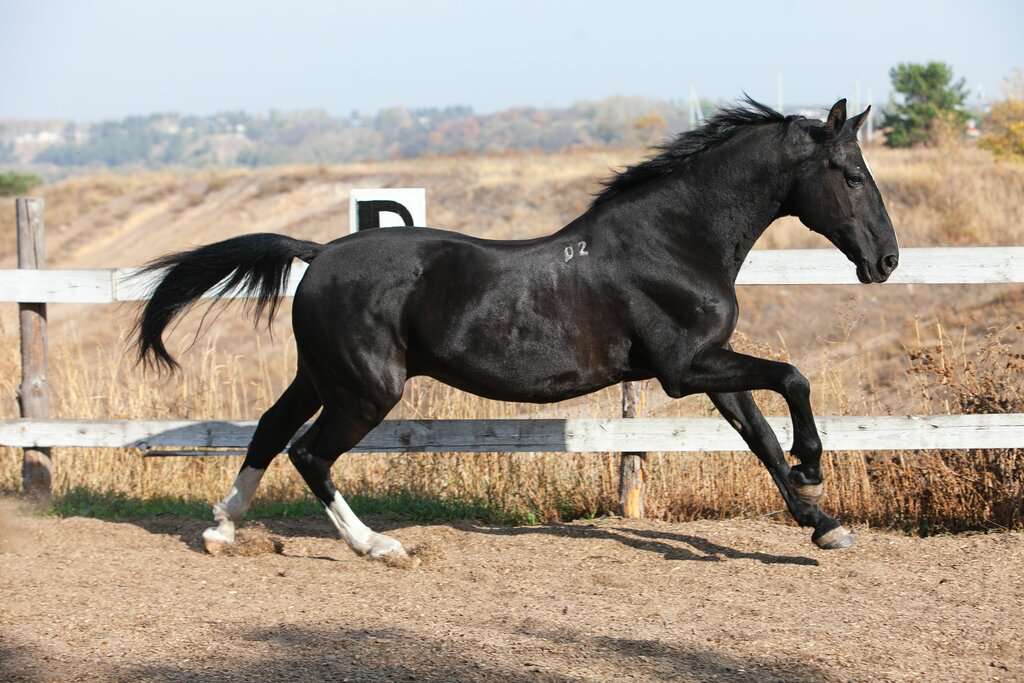 Частная конюшня Старица