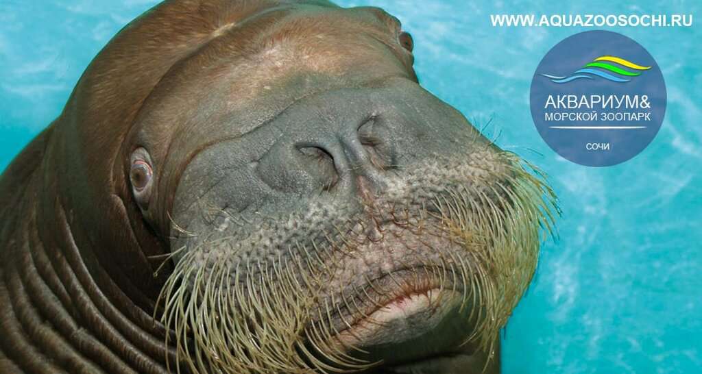 Аквариум & Морской зоопарк