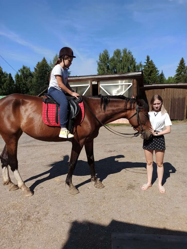 Серая лошадь