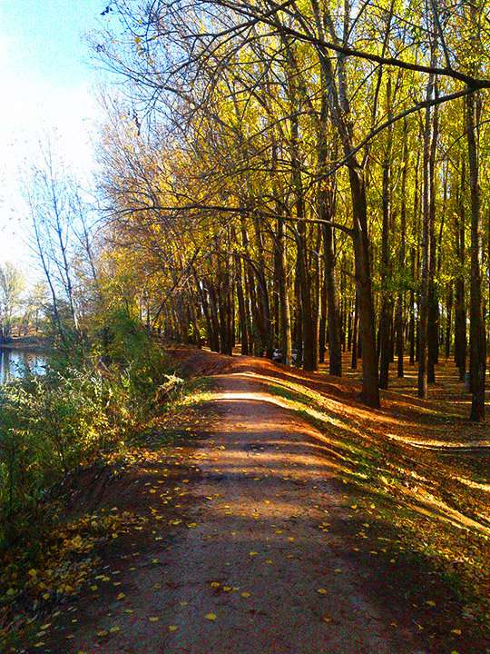 Тополиная роща