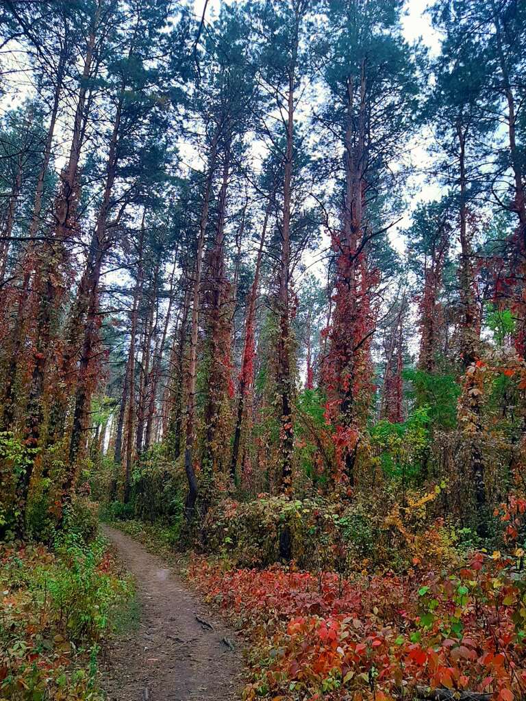 Лесопарк Оптимистов