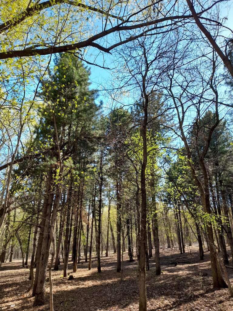 Непейцевский дендропарк