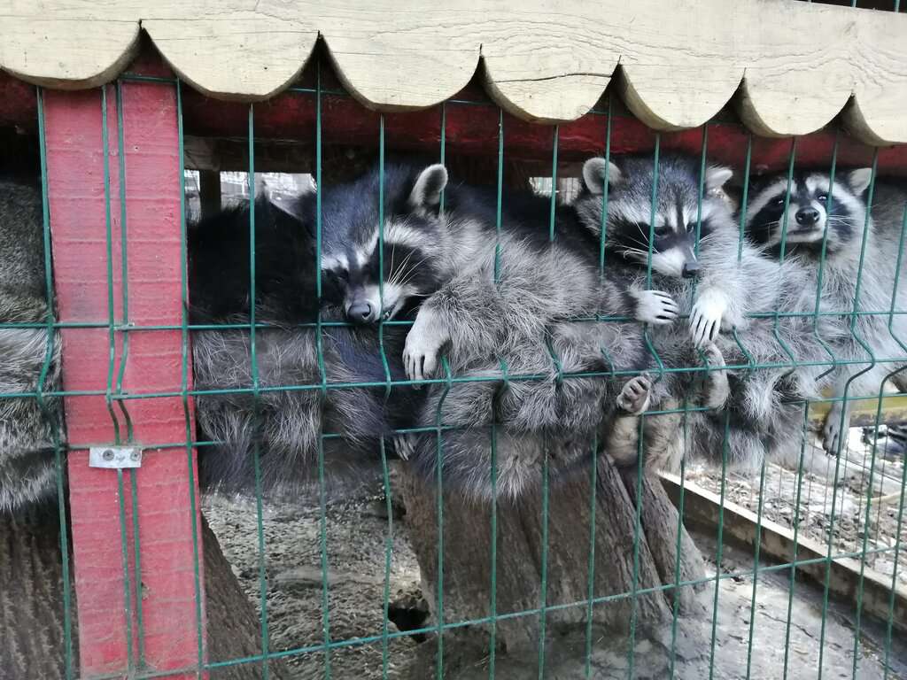 Зоопарк Берендеево