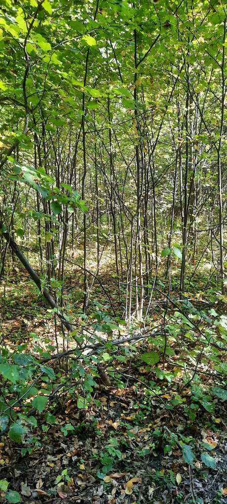 Дендрологический парк