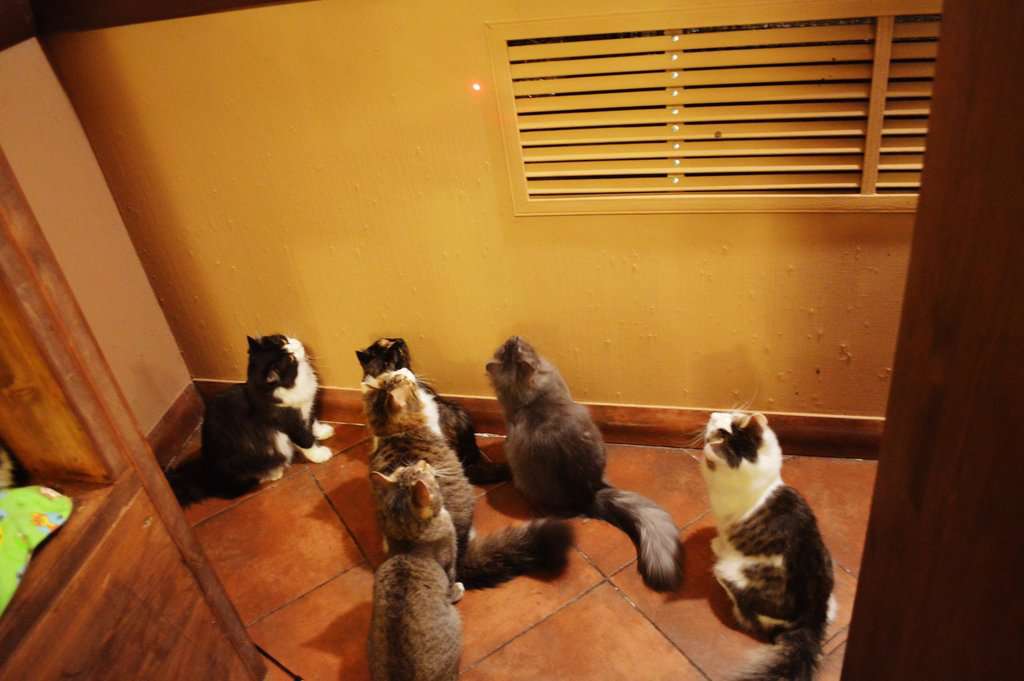 Котопёсокафе Мурррчим